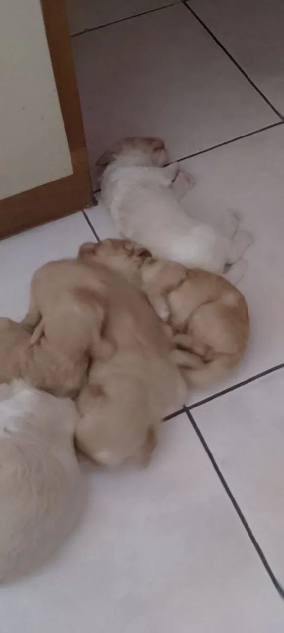 Filhotes Poodles  - Foto 3
