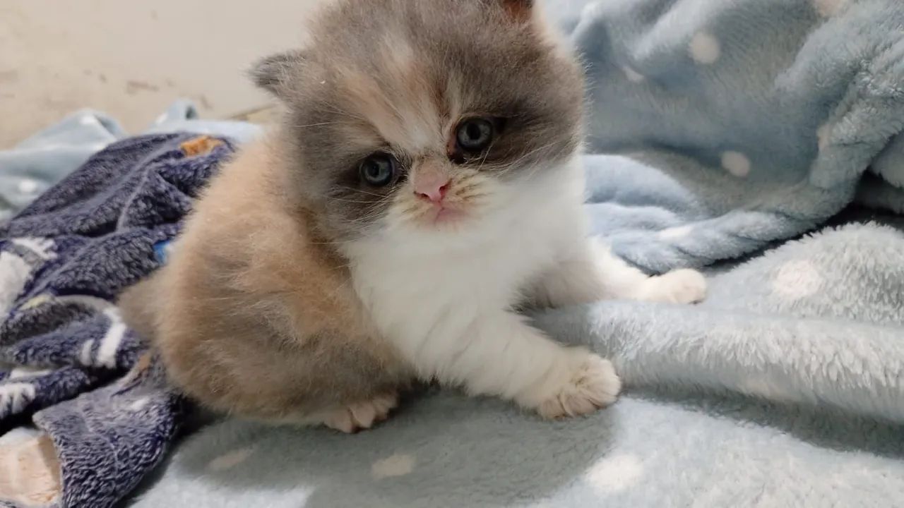 Vendo gatinha persa - Foto 2