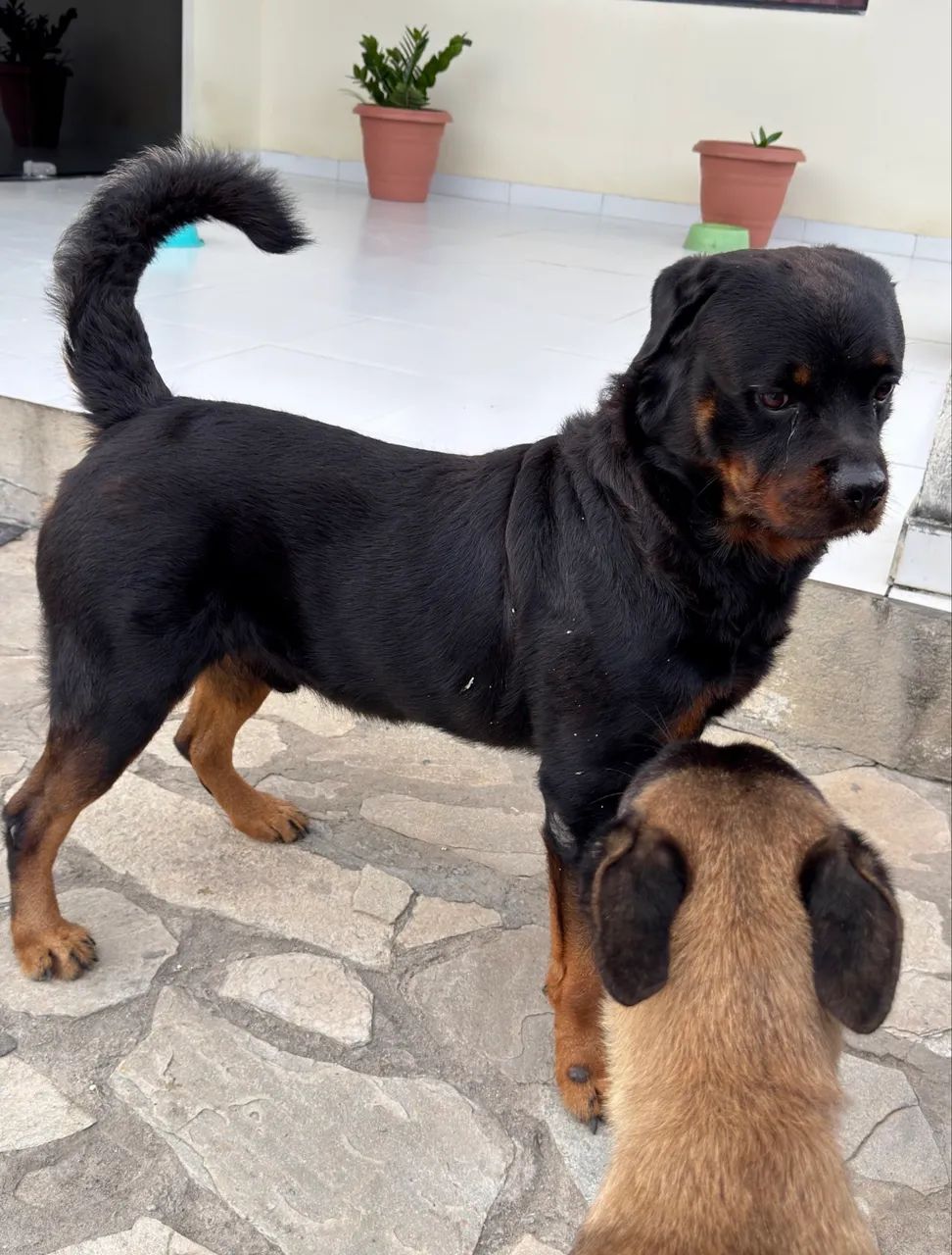Cães de guarda 