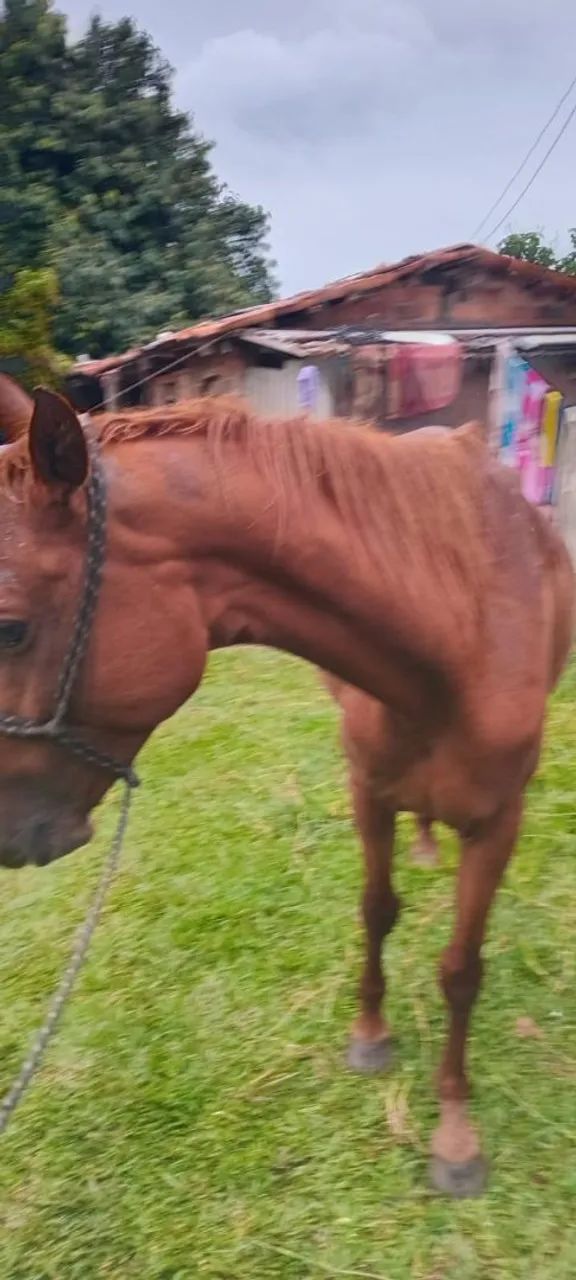 Égua QM extra de grande  - Foto 5