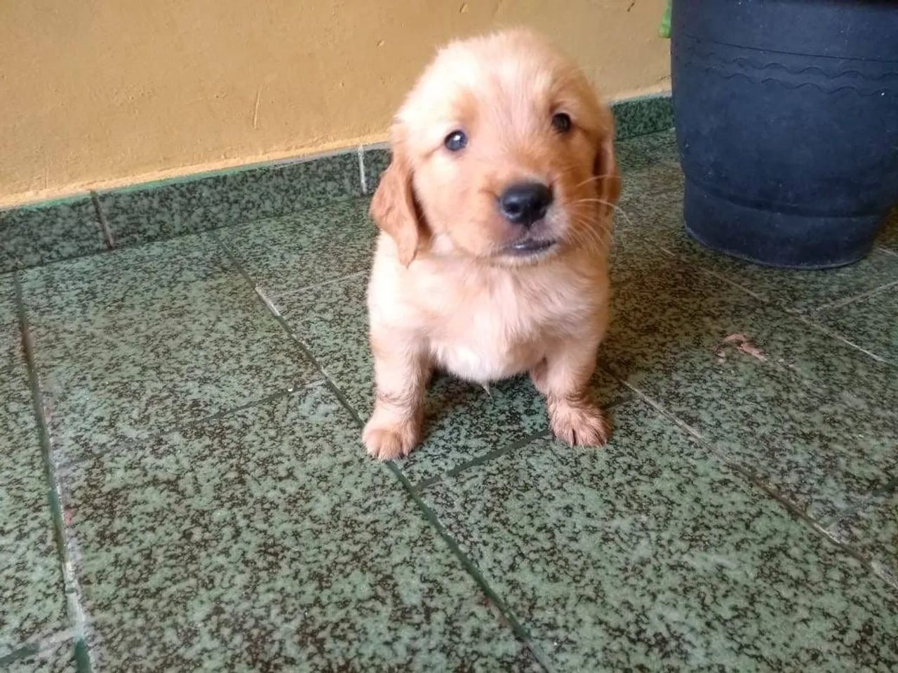 Golden Retriver macho  - Foto 2