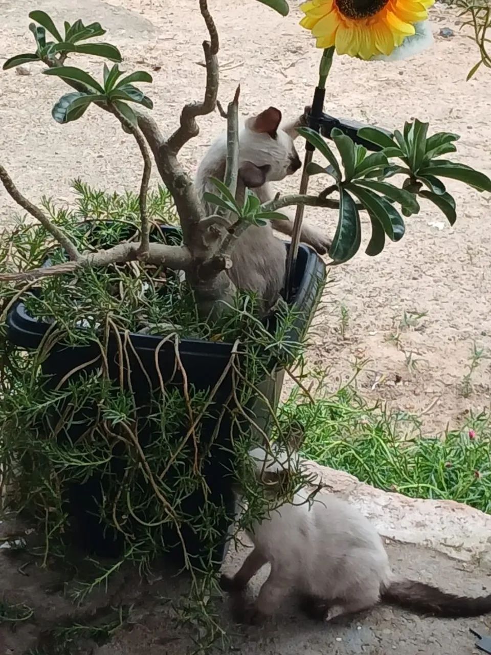 Gatinhos