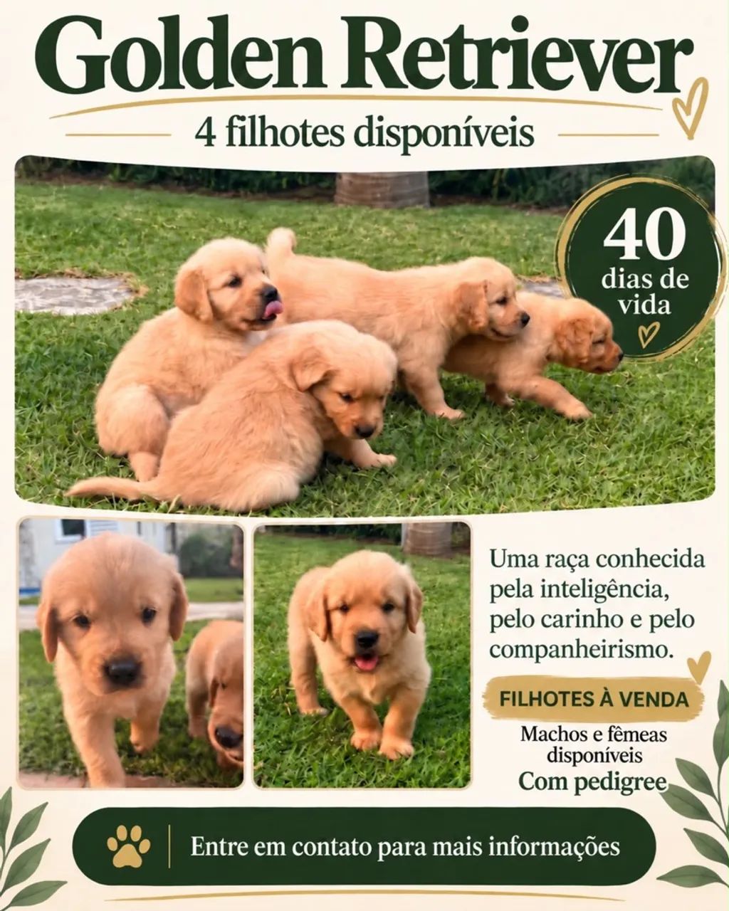 Golden retriever 