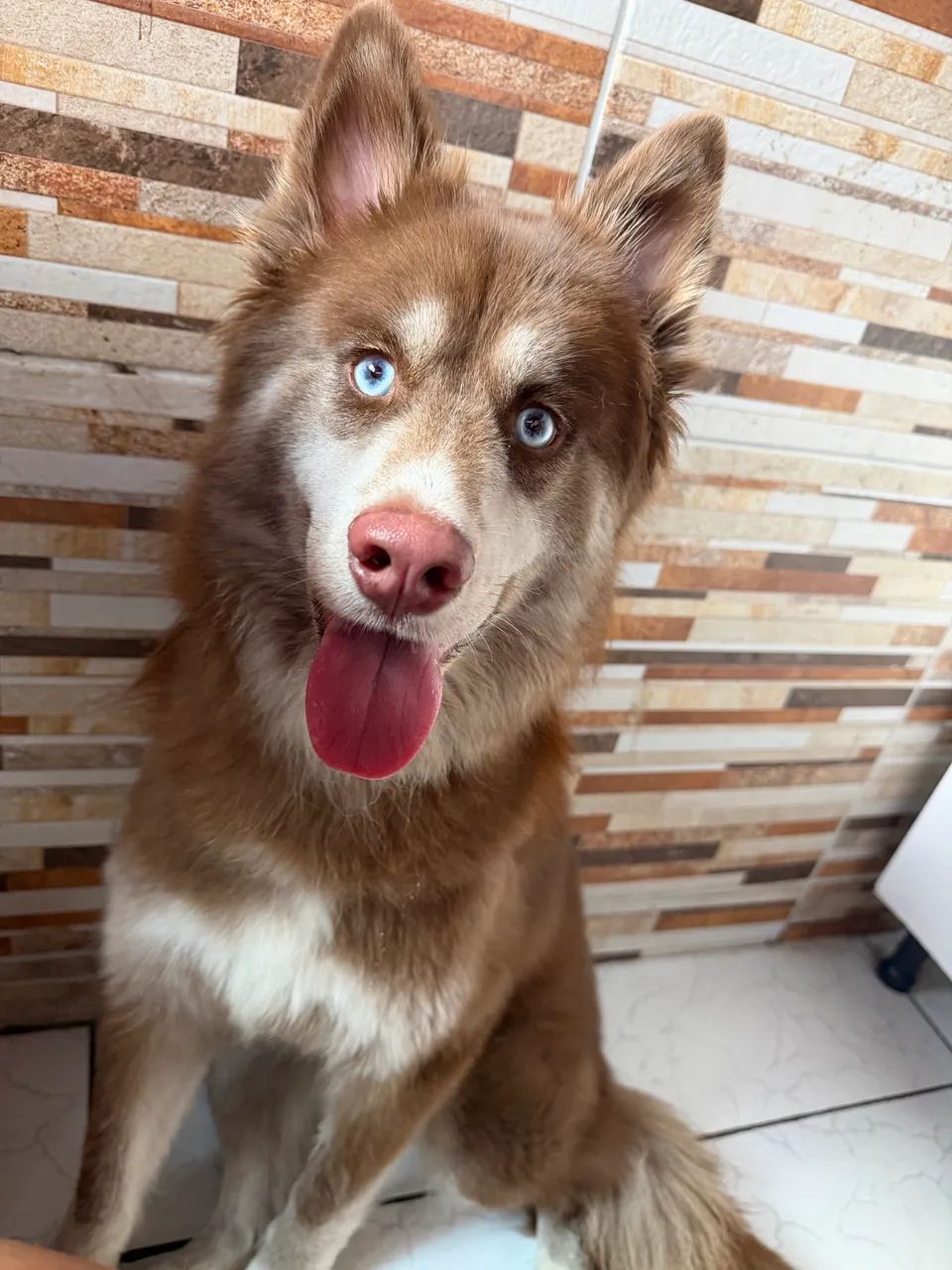 Husky siberiano - Foto 2