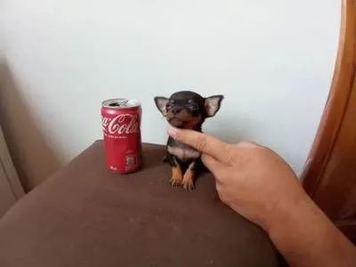 O menorzinho pinscher zero 
