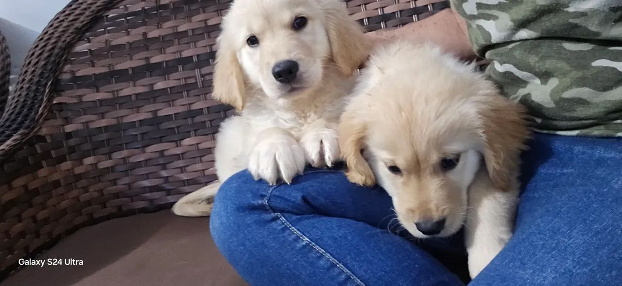 Golden  - Foto 5