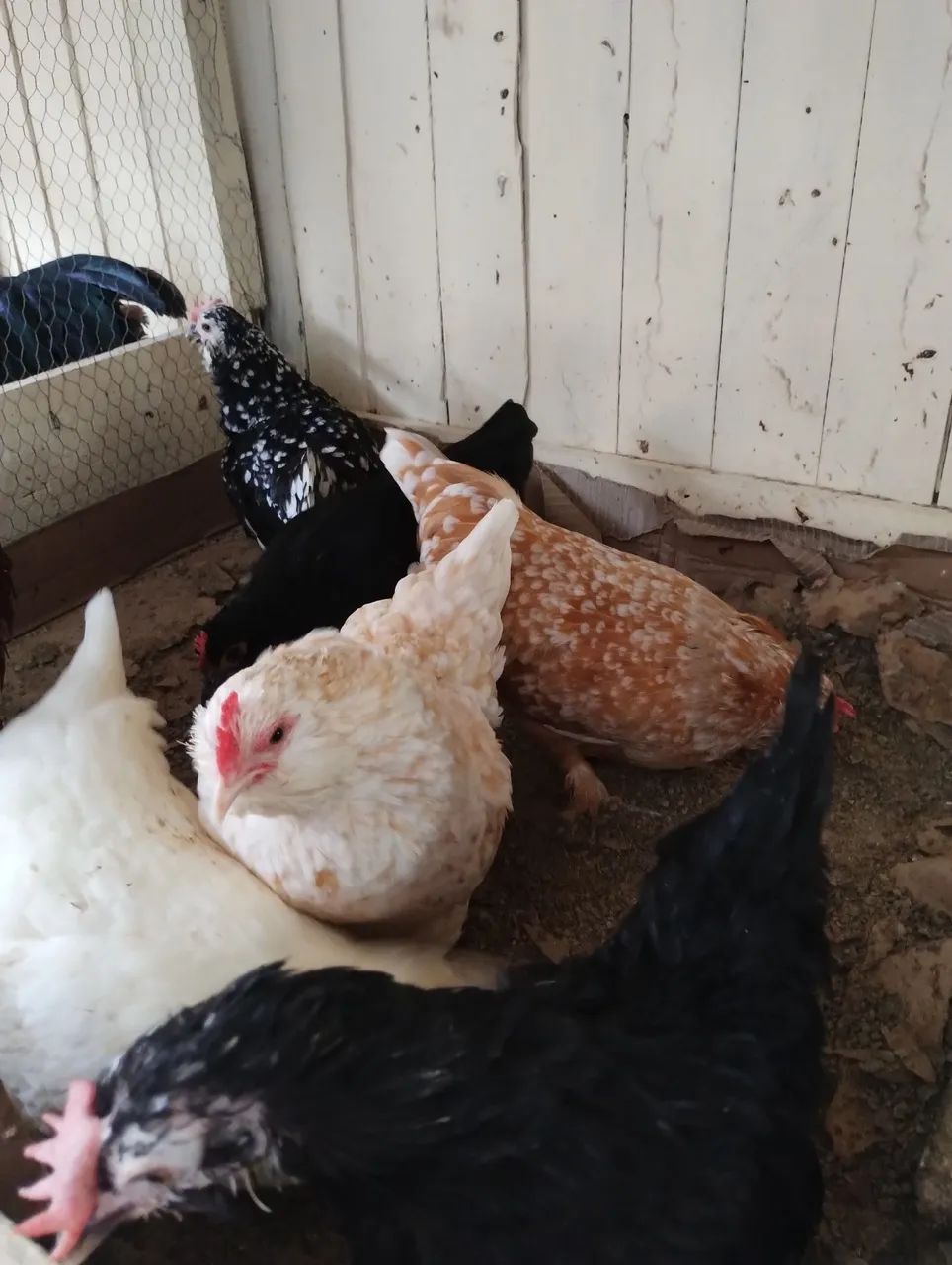Franguinhas Belgian 