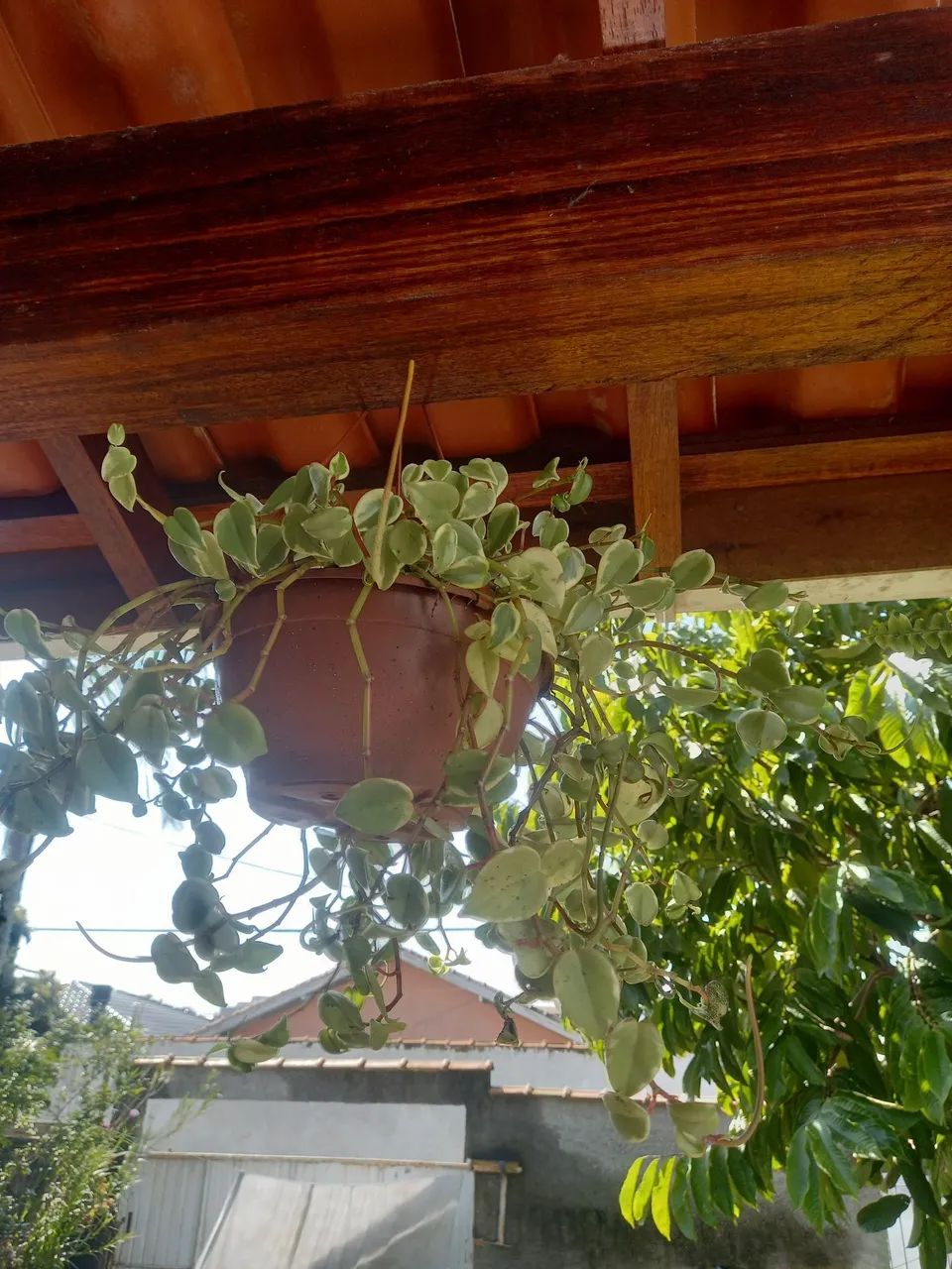 Peperomia... 