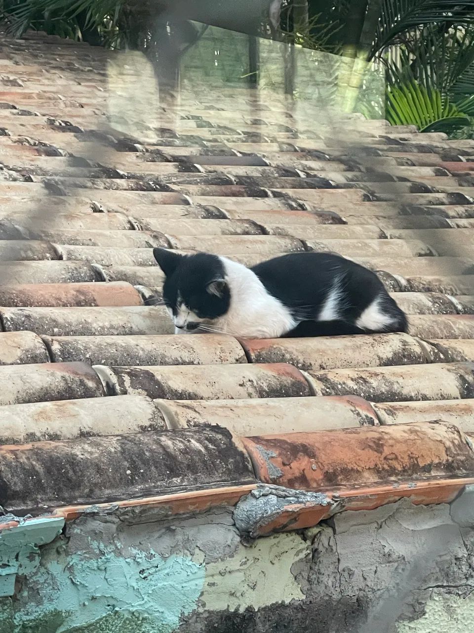Doação de gatos  - Foto 3