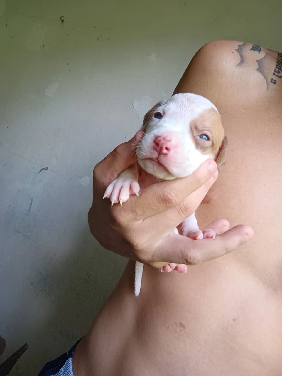 Pit Bull  - Foto 3