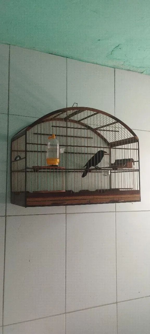 Passaaro preto gauna