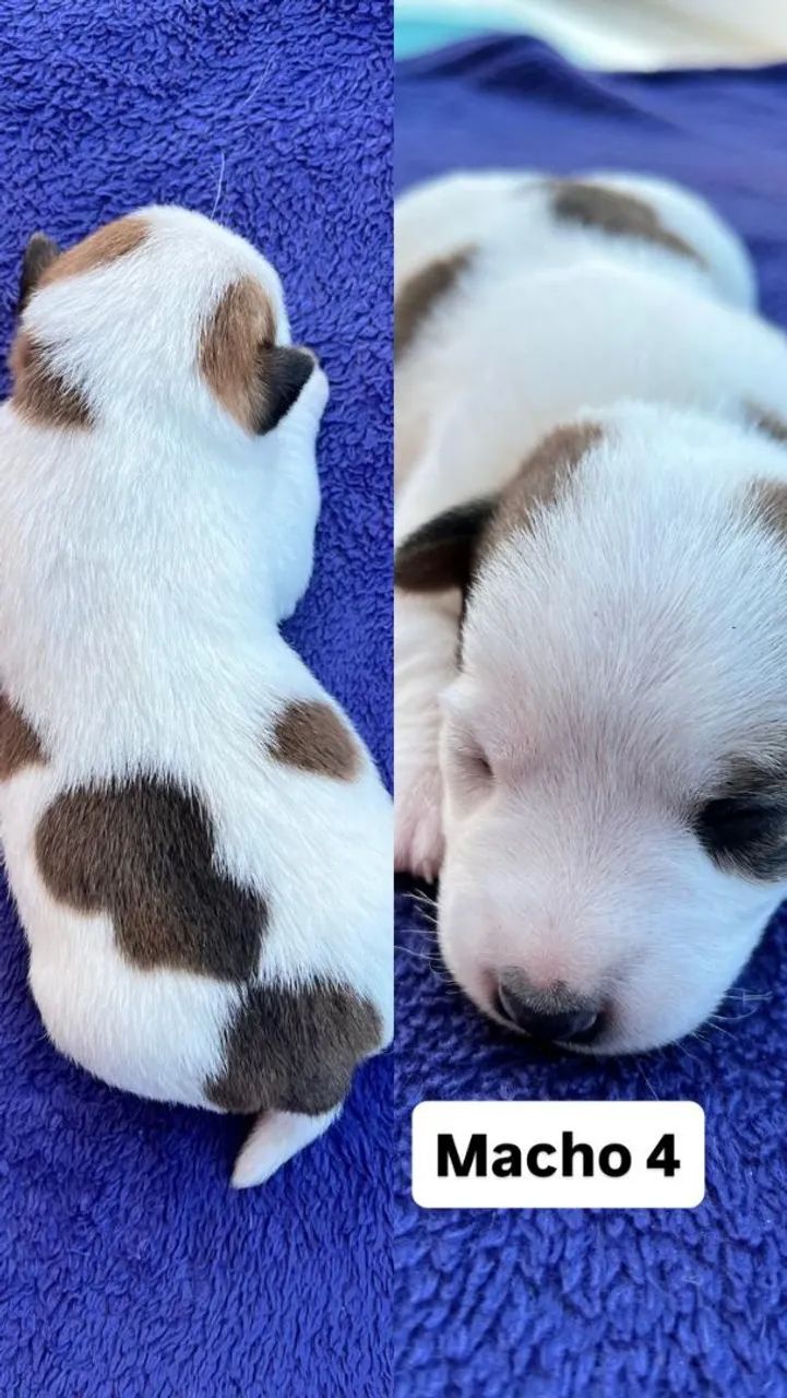 Filhotes de Jack Russel  - Foto 5