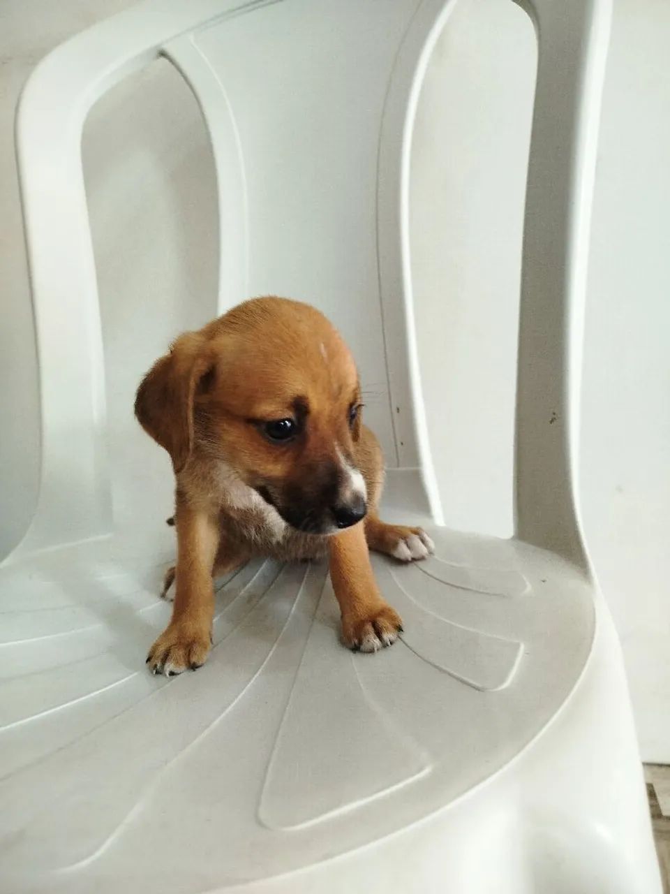 Adoção responsável  - Foto 5