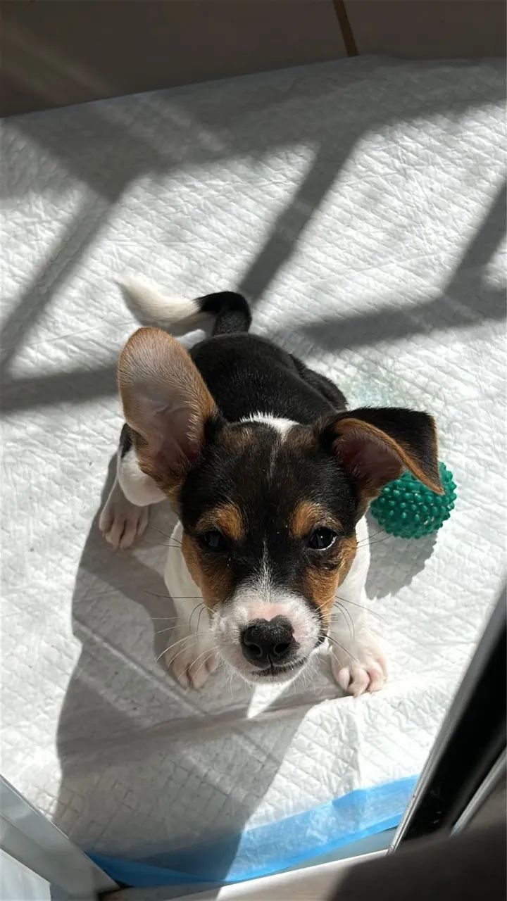 Doação de cachorra  - Foto 2