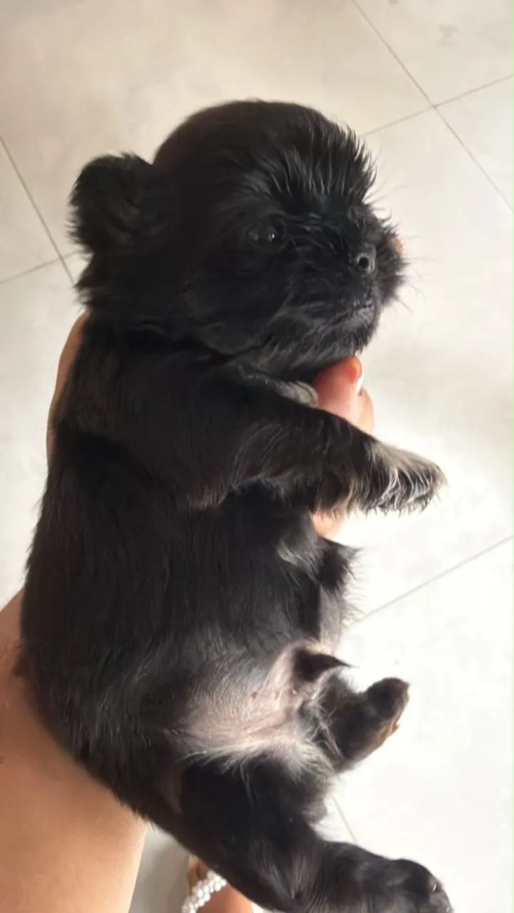 Shih tzu macho  - Foto 2