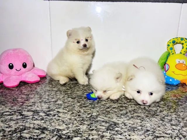 spitz alemão lindos filhotes 