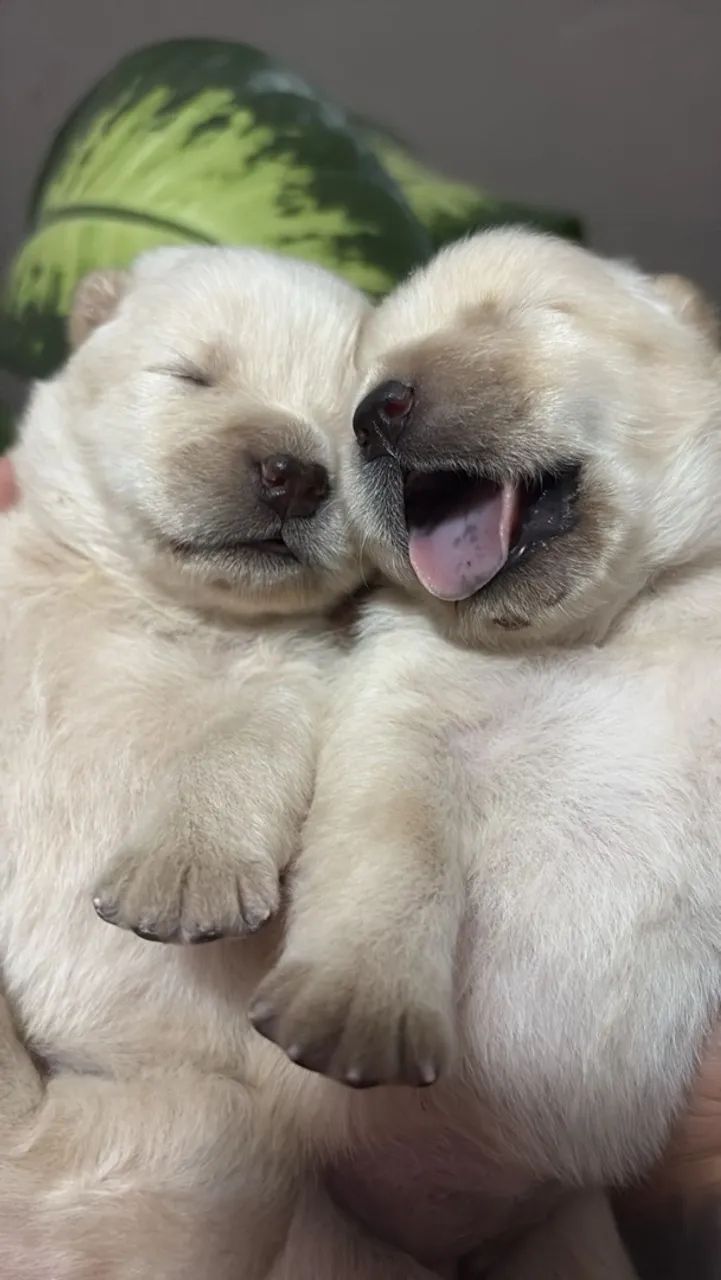 Filhote chow chow  - Foto 2