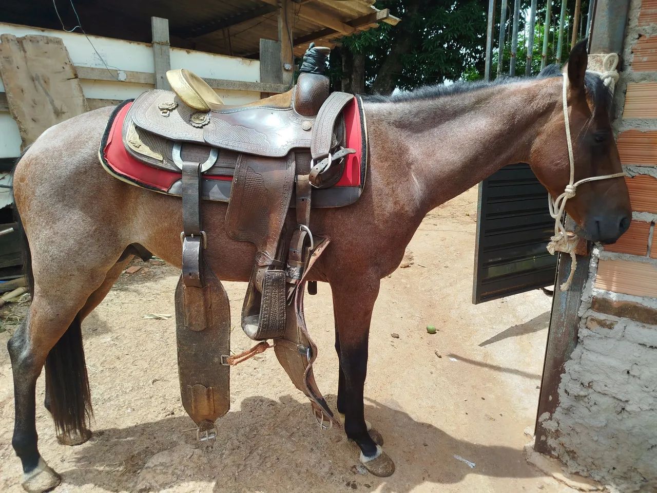 Cavalo QM registrado - Foto 3