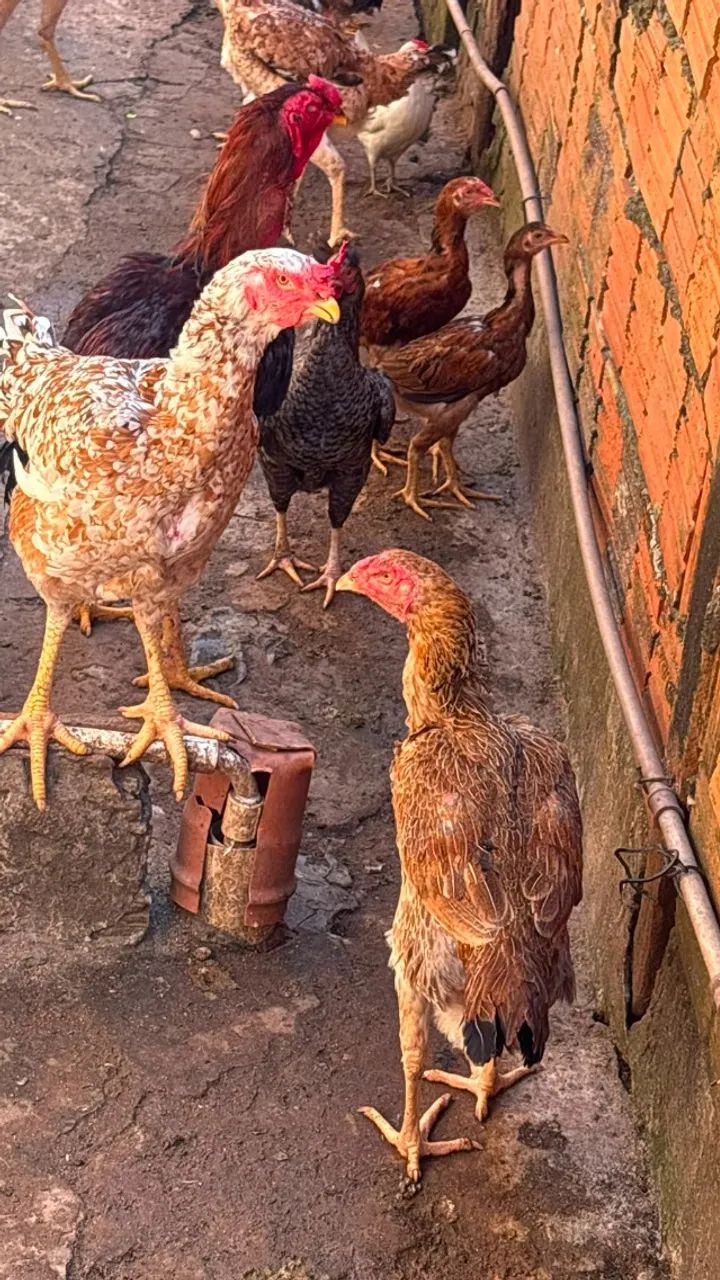 1 galo + 5 galinhas indio gigante - R$ 500,00 - Foto 4