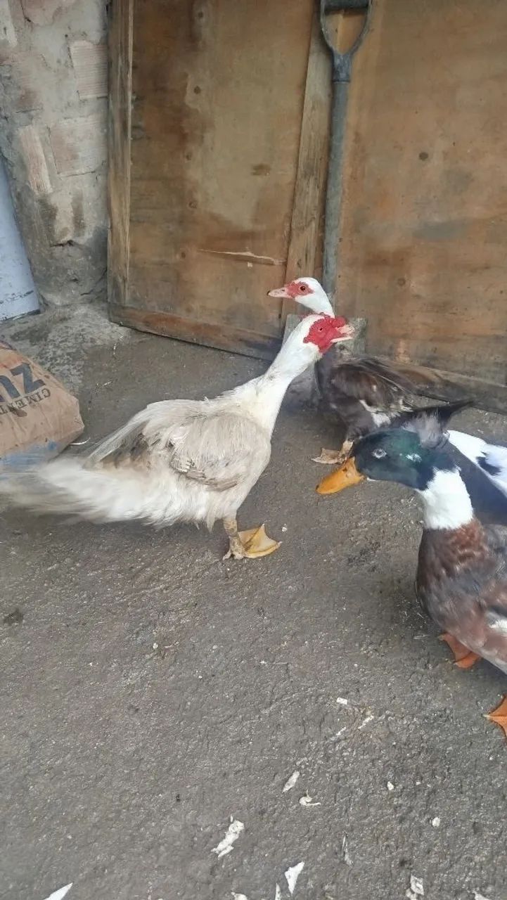 Pato para vender - Foto 2