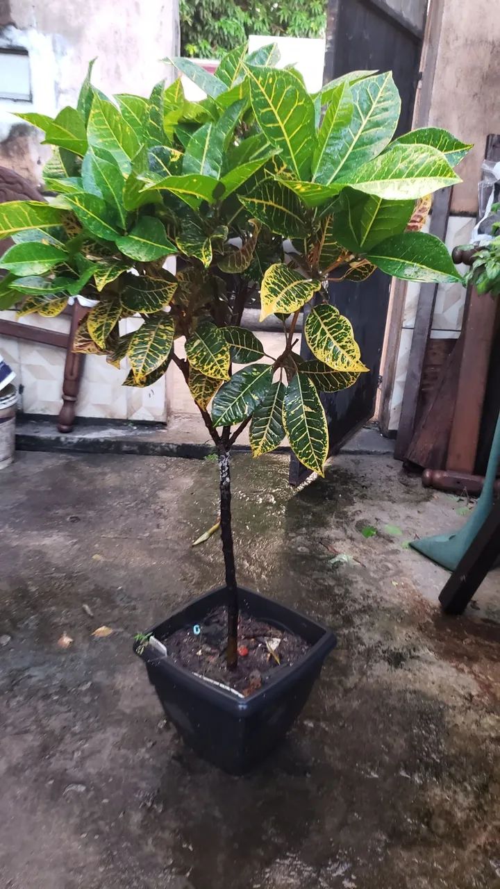 Crotons em formato tipo arboreta 