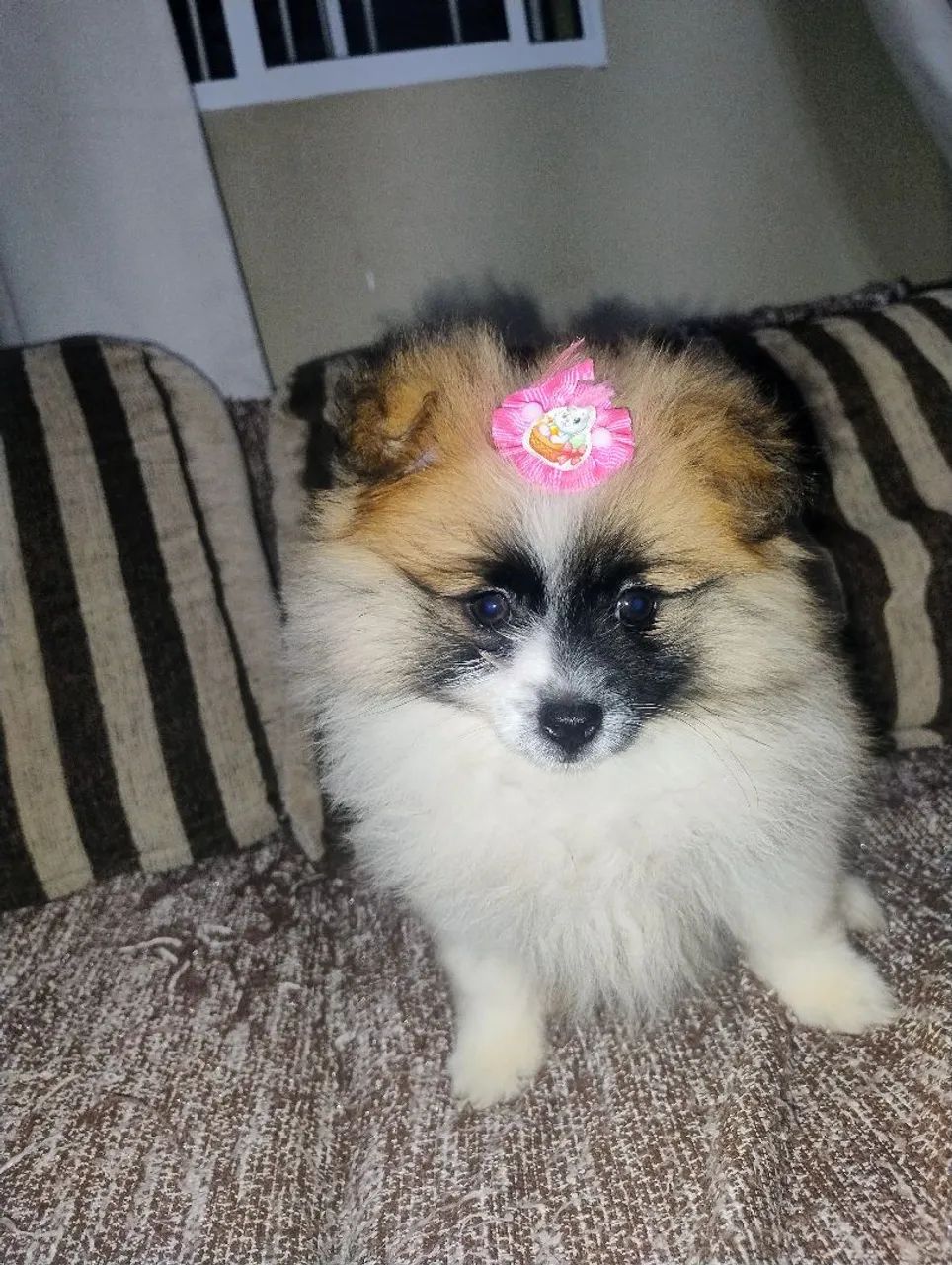 Spitz Alemão - Foto 2
