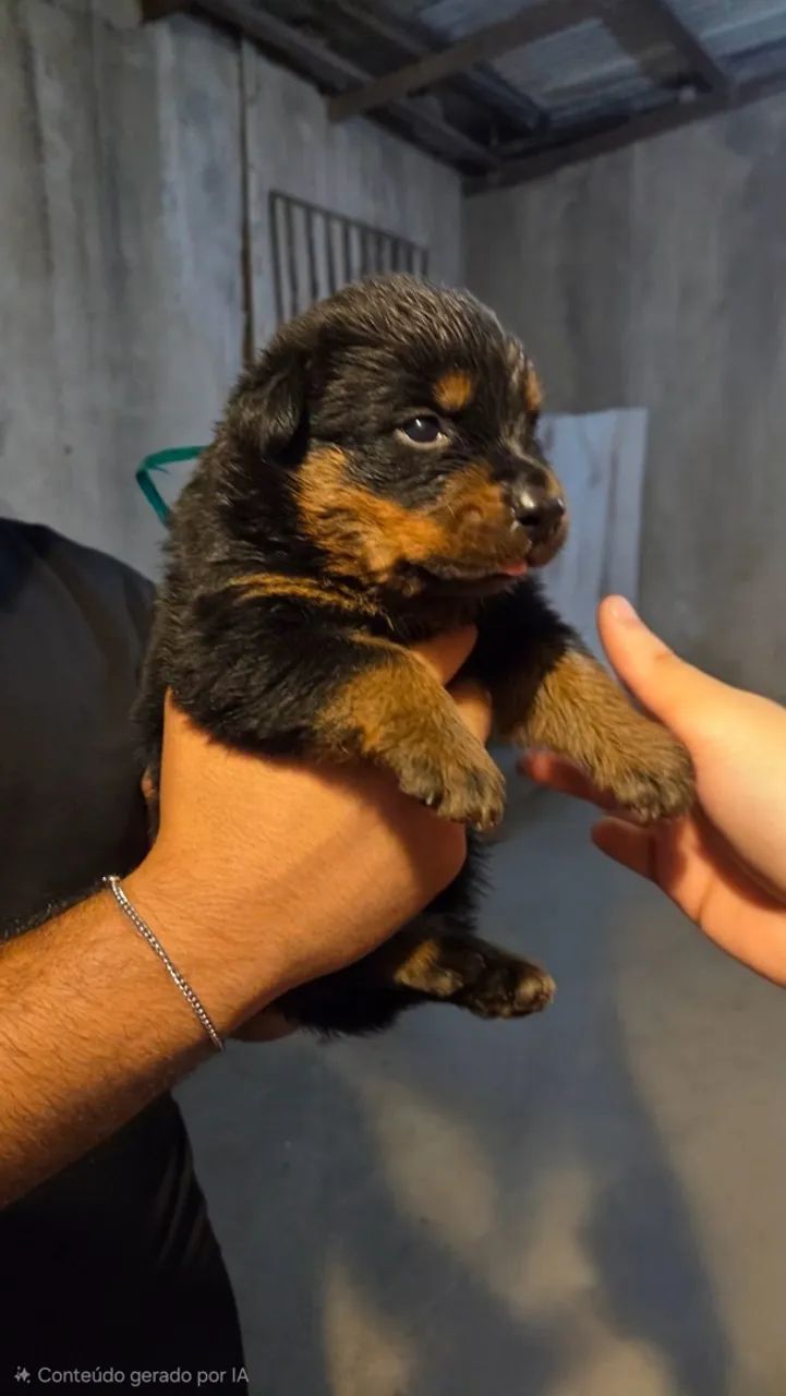 Filhotes de Rottweilers  - Foto 5