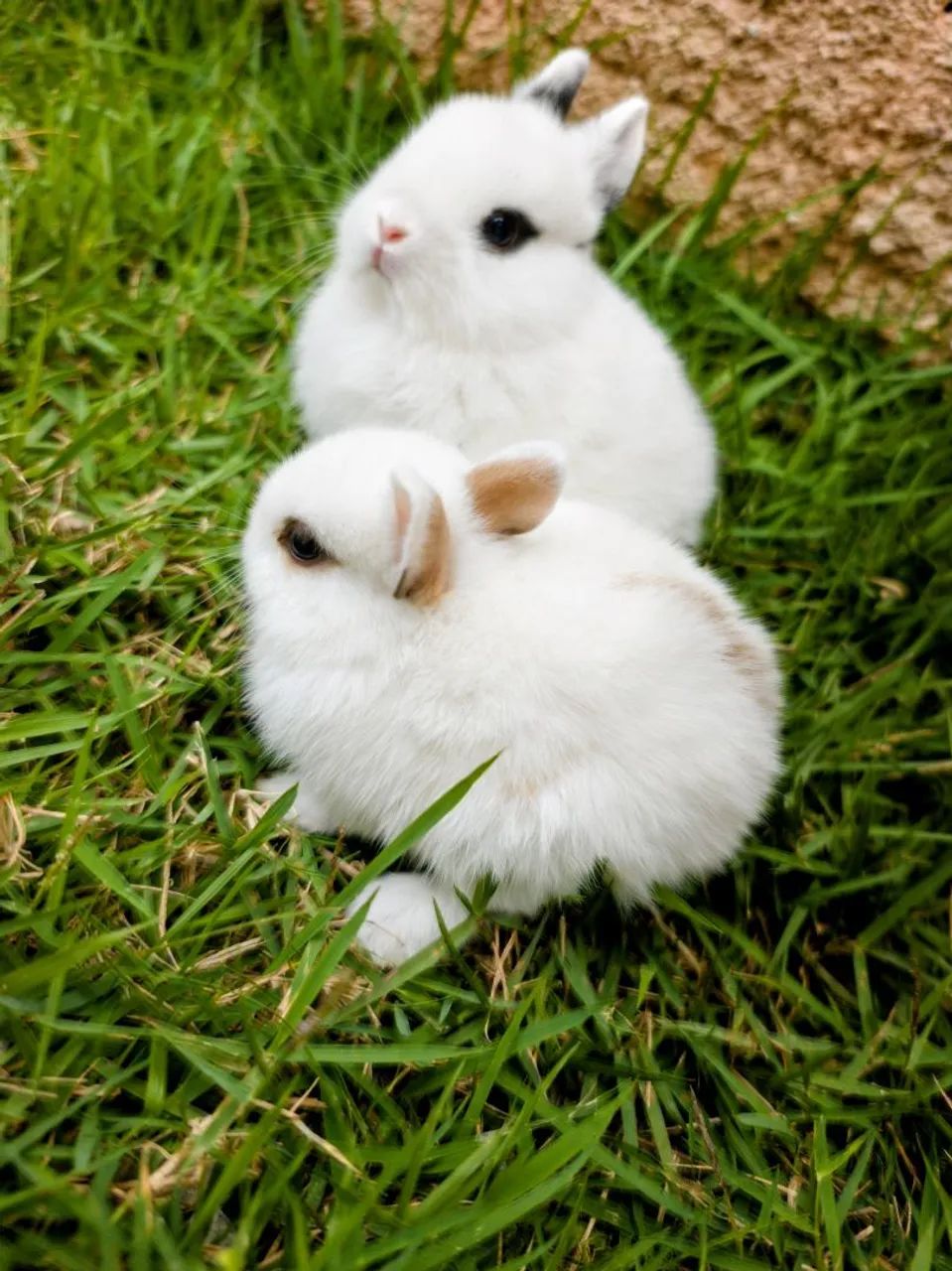 FILHOTES DE NETHERLAND DWARF PUROS - DISPONÍVEIS - Foto 5