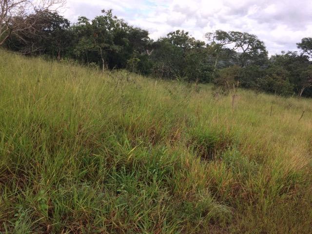 Terreno / Lote / Área / Chácara 45.000 m² Chapada dos Guimarães MT - Foto 5