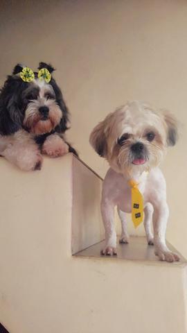 Shihtzu macho , aceito cartão
