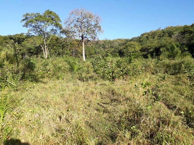 Fazenda com 866 Hectares em Santo Antonio apos a Agrovila das Palmeiras - Foto 18