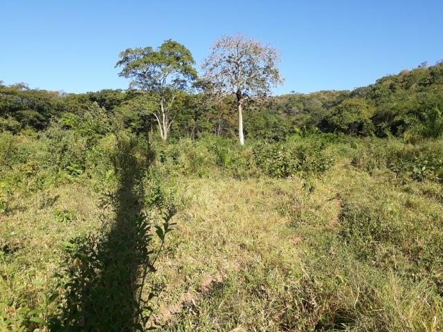 Fazenda com 866 Hectares em Santo Antonio apos a Agrovila das Palmeiras - Foto 16