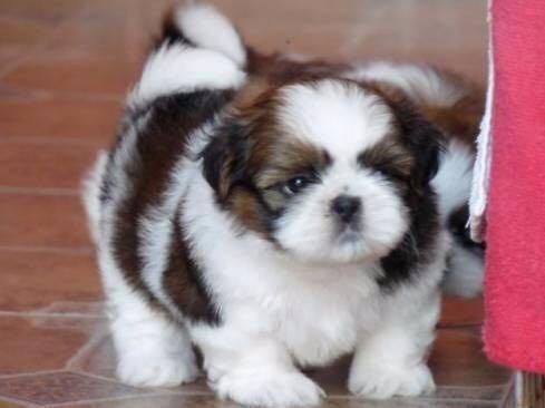 Shih tzu
