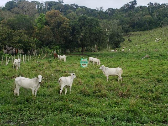 Fazenda espetacular de 284 Hectares. Predominância na PECUÁRIA de corte - Foto 7