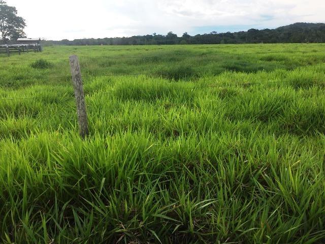 Fazenda 2.904 ha Nova Monte Verde MT - Foto 4
