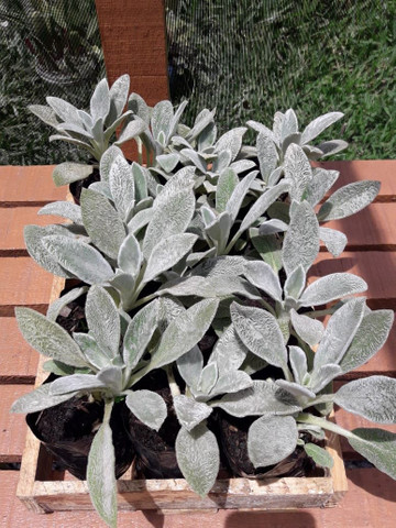 MUDAS DE PANCS PEIXINHO DA HORTA - Foto 2