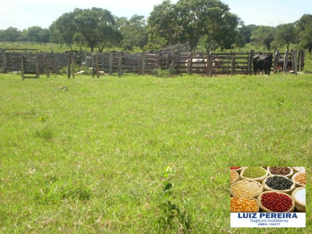 FAZENDA A VENDA de 100 HECTARES EM TERENOS - MS - (Pecuária) - Foto 10
