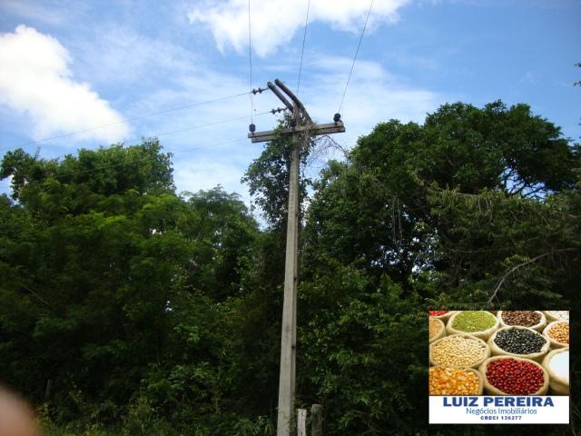 FAZENDA A VENDA de 100 HECTARES EM TERENOS - MS - (Pecuária) - Foto 6