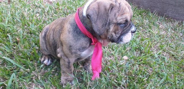Filhota Buldogue Campeiro - Foto 3