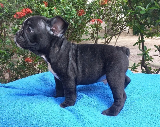 Bulldog Francês - Macho - Linhagem Russa de Campeão Europeu (Pedigree)