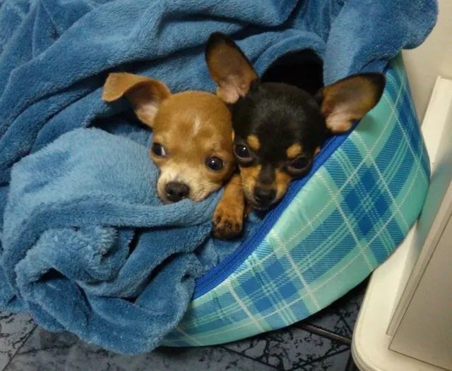 Pinscher lindos filhote 