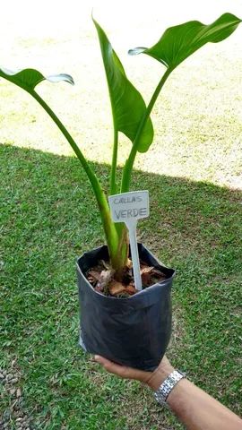 MUDAS DE CALLAS VERDE  - Foto 3