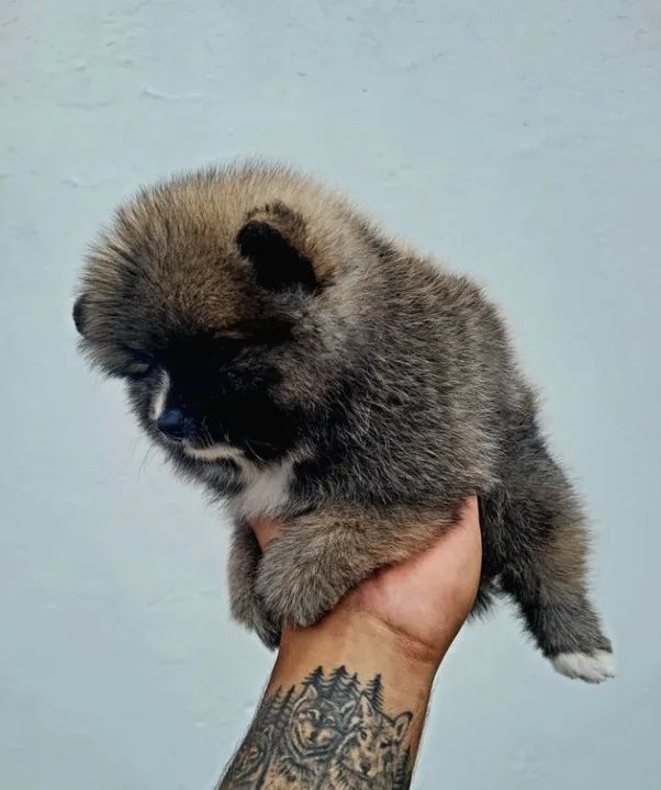 Sptiz Alemão Macho - lulu da pomerânia - pedigree CBKC - 10x sem juros - Foto 5