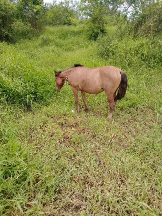 Linda potranca criola - Foto 5
