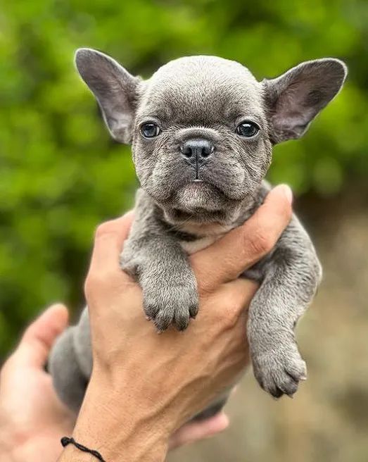 FOTOGRAFIA DE BULLDOG FRANCÊS - DIVERSÃO PURA!