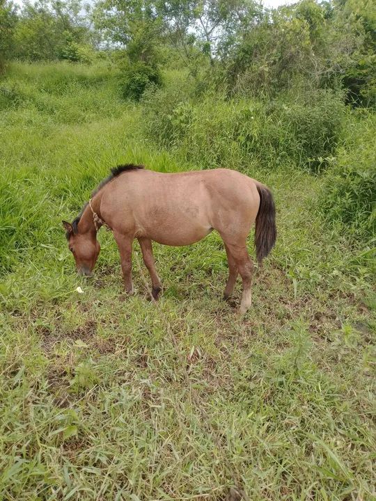 Linda potranca criola - Foto 2