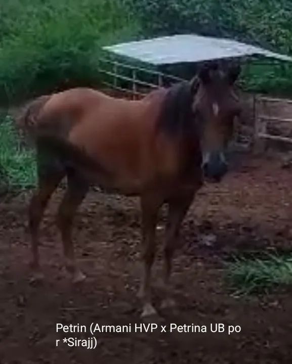 PSA FILHA DE ARMANI HVP EM FILHA DE *SIRAJJ - Foto 4