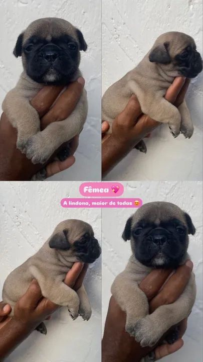 Filhotes de Bulldog Francês Fêmea  - Foto 5