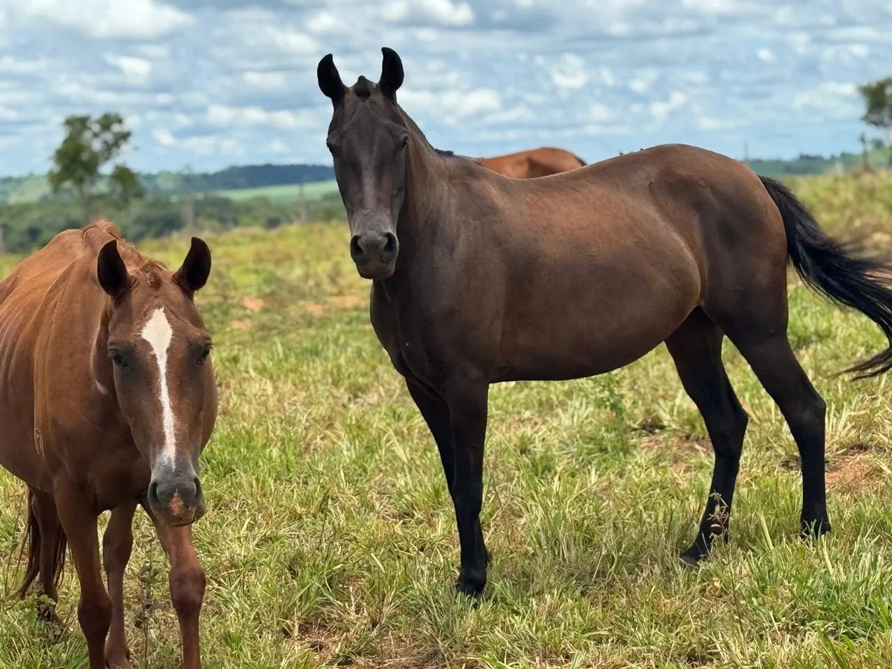 Égua mangalarga marchador  - Foto 2
