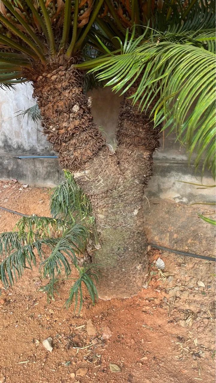 Cycas Circinalis Adultas Mais Bonitas da OLX - Foto 4